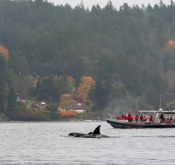 Boat-Whale-Crew-Horizon