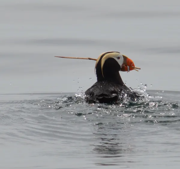 Tufted Puffin on the water