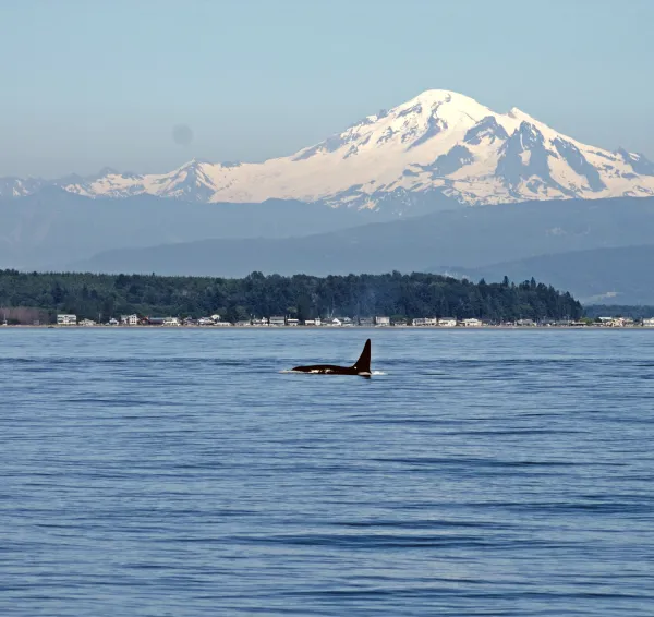 Orca Whale and mountains