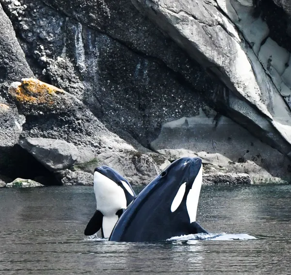 Classic Whale Watch from Roche Harbor