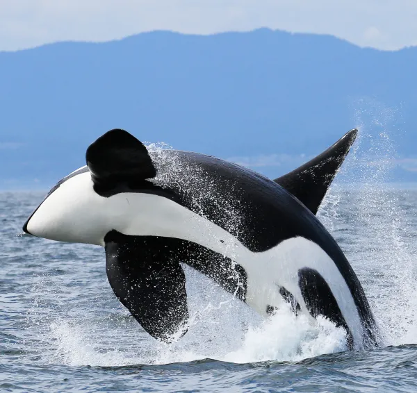 Classic Whale Watch from Friday Harbor