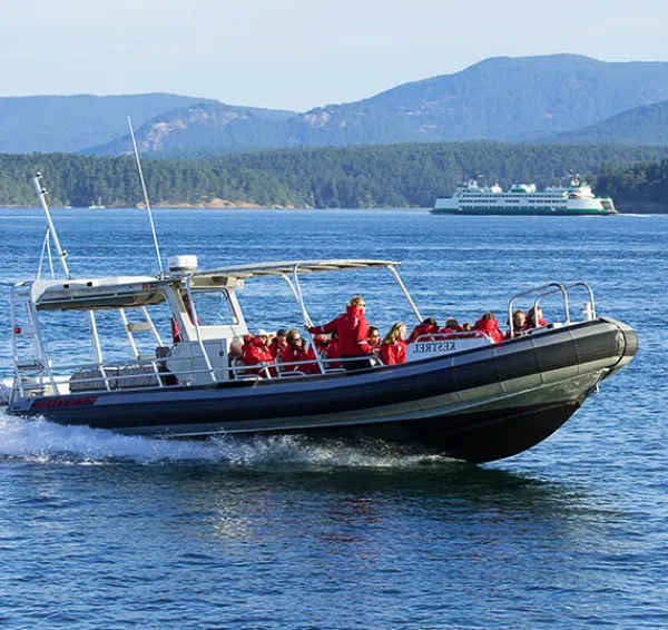 Adventure Whale Watch from Friday Harbor