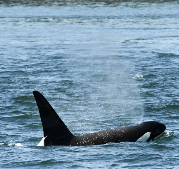 Orca whale surfacing off the coast of San Juan Island