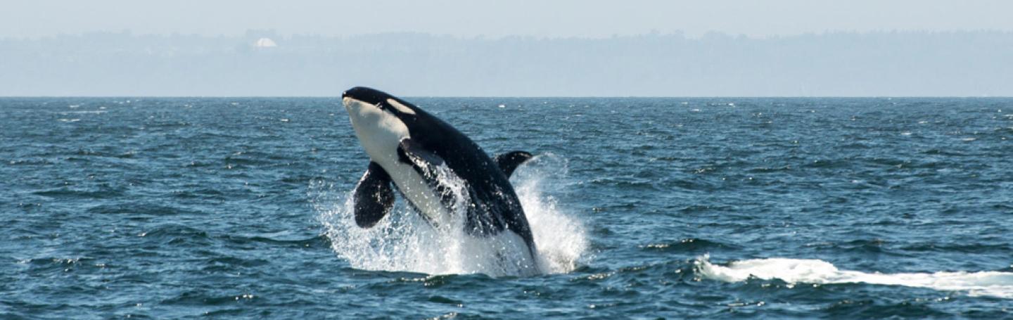 Orca Whale Jumping
