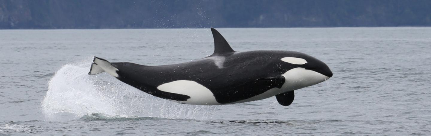 Orca Jumping Out of Water