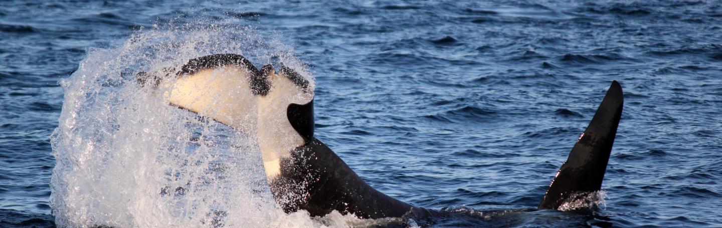 Whale Tail out of the water