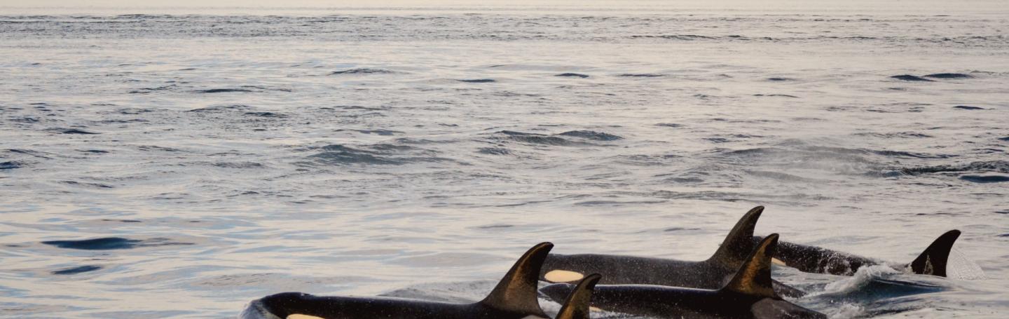 Orca whale pack in water