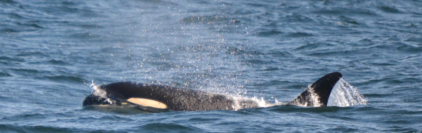 A female orca, a member of J Pod (J35 Talequah), near San Juan Island Orca J35 Talequah surfacing