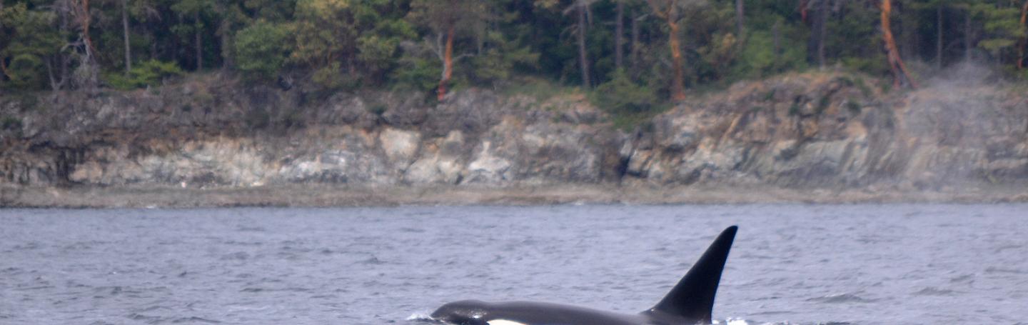 Orca T077B just north of San Juan Island Male killer whale at the surface