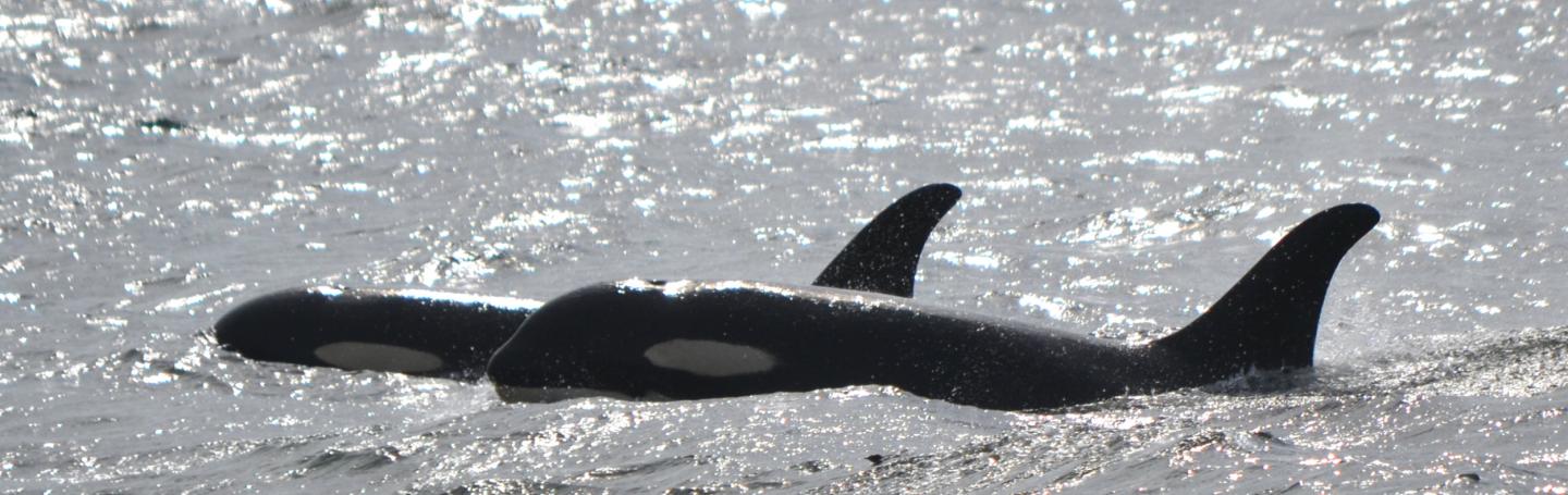 Transient orcas swim near Victoria, BC