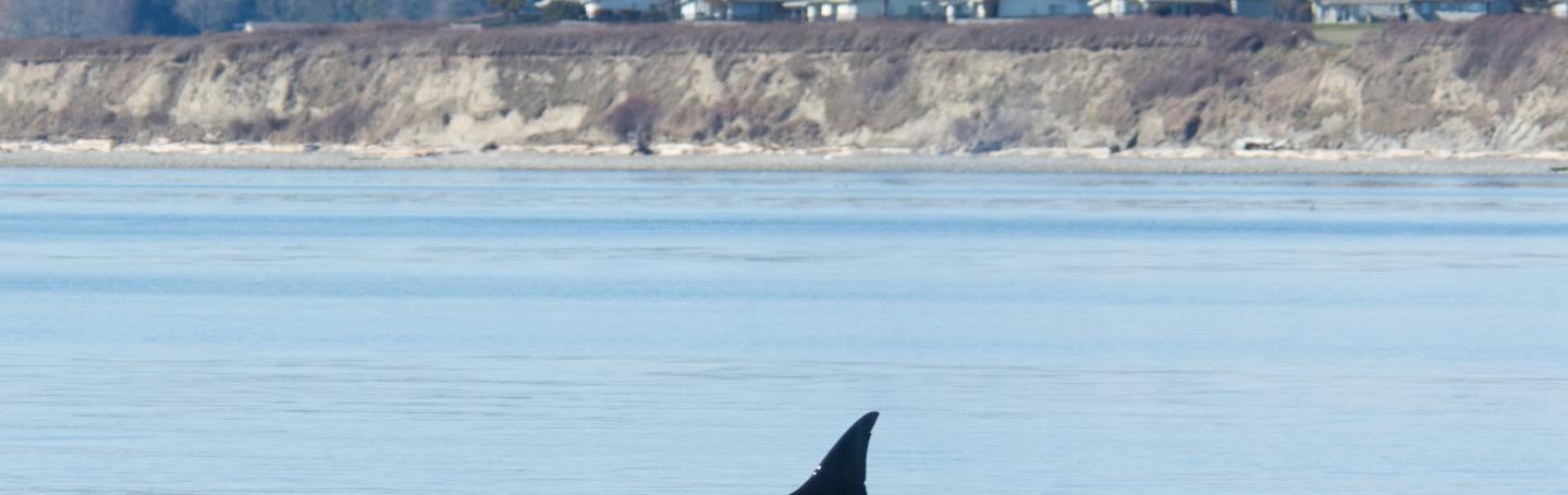orca