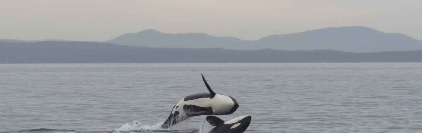 J Pod Jumping J Pod Jumping