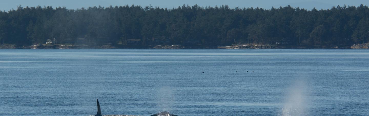 Killer whales traveling towards the Olympic Mountains Killer whales traveling towards the Olympic Mountains