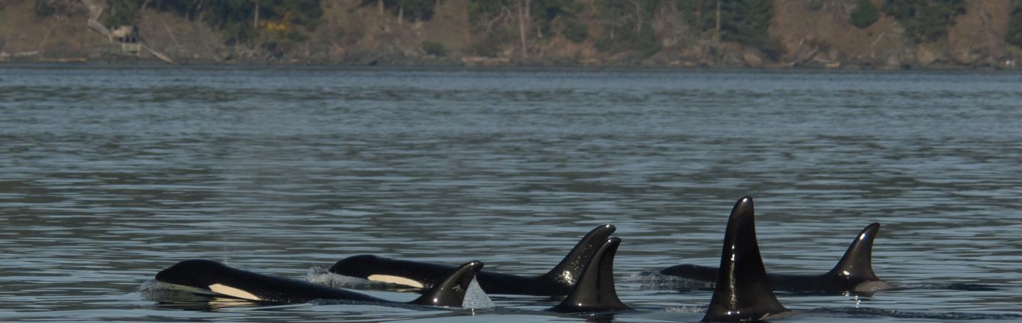 Bigg's Killer Whales in the Salish Sea T65A Bigg's Killer Whales Around San Juan Island