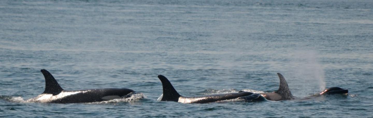 Transient Killer Whales orcas