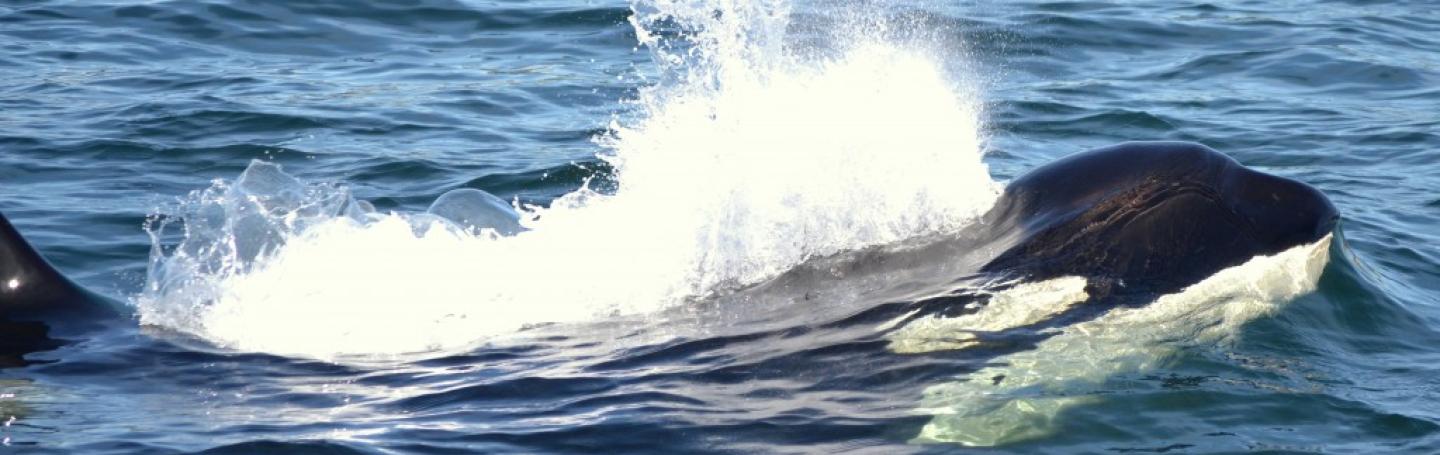 Killer Whales orcas surfacing