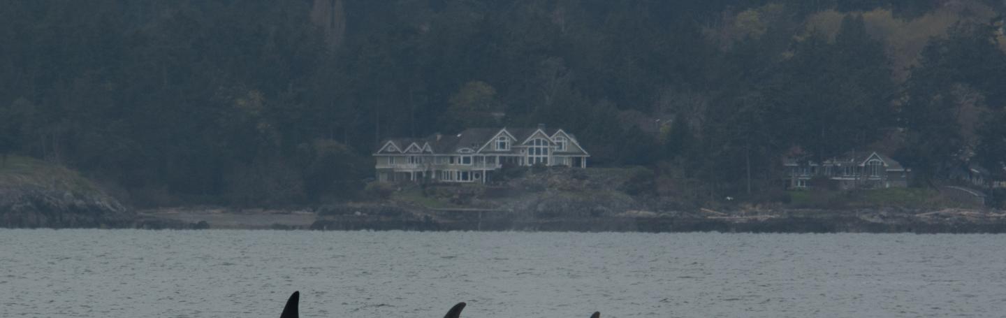 J pod swimming together J Pod whales traveling together