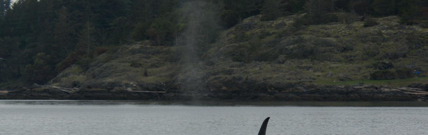 T049C T49C male killer whale