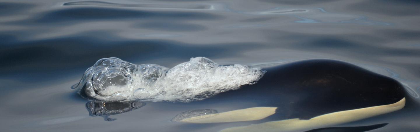 Transient Killer Whales Spotted Near Dungeness Spit Bigg's Killer Whales