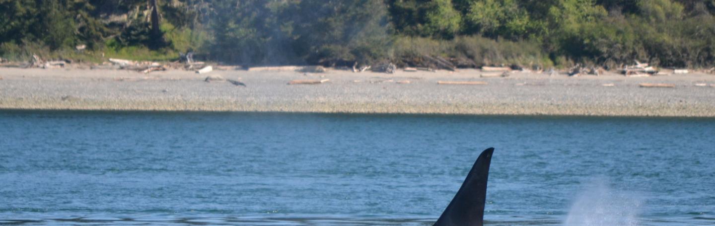 Transient Orca and Calf A transient killer whale and her calf surface in the San Juan Islands