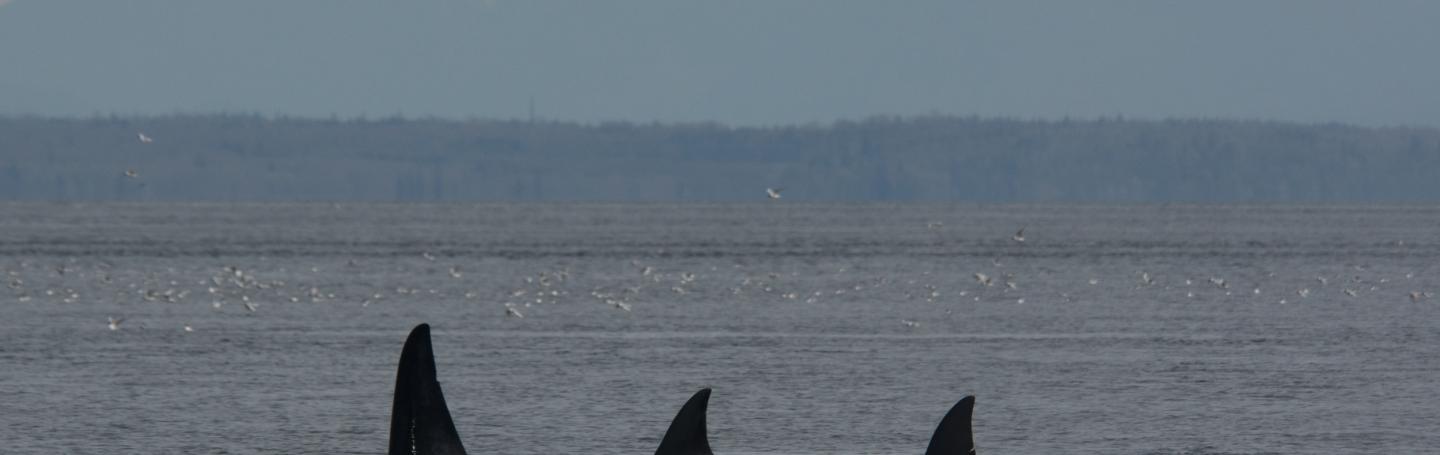Bigg's Killer Whales in the Strait of Georgia Transient Killer Whales in the Strait of Georgia
