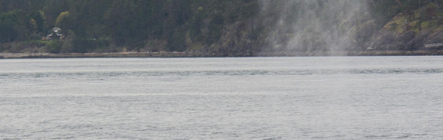 Humpback whale Humpback whale in the San Juan Islands