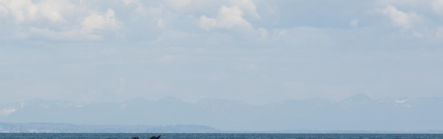 Humpback whale Humpback whale in the San Juan Islands