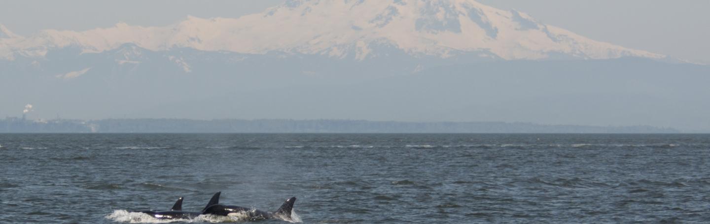 Orcas surfacing in front of Mt. Baker Killer whales surfacing in front of Mt. Baker
