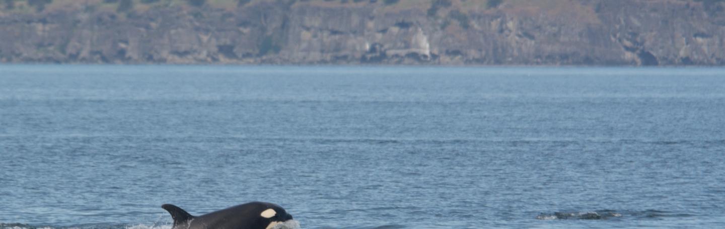 Orca surfacing Killer whales surfacing