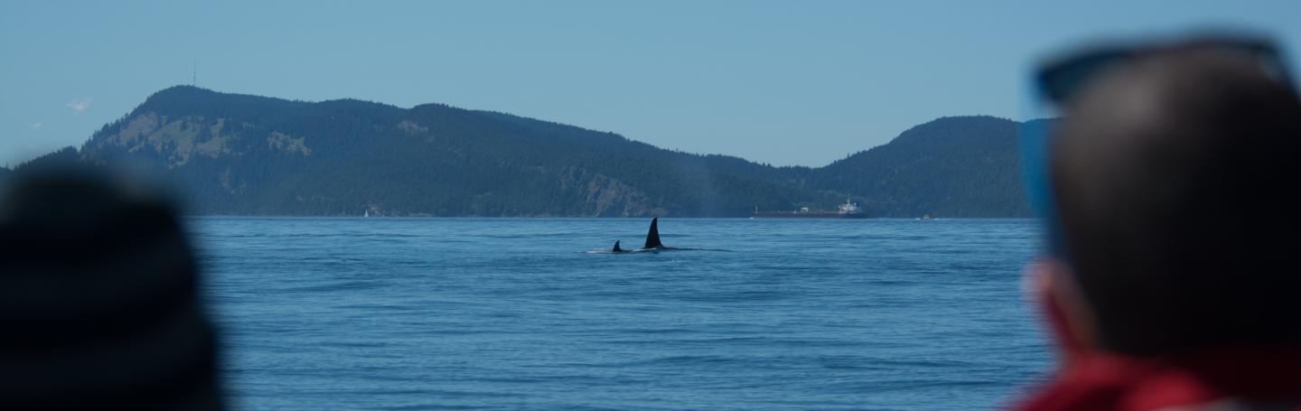 Watching orcas Watching killer whales