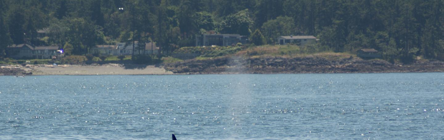 One of the T101 boys in front of the Olympic Peninsula Male killer whale surfacing