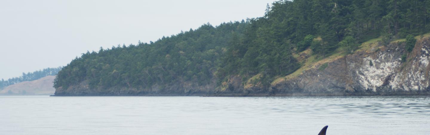 A Transient Orca Whale