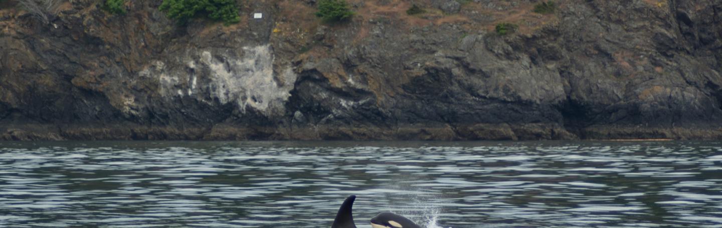 Orca swimming