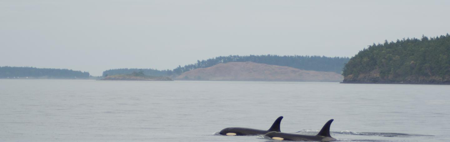 Traveling Whale Family Traveling whales