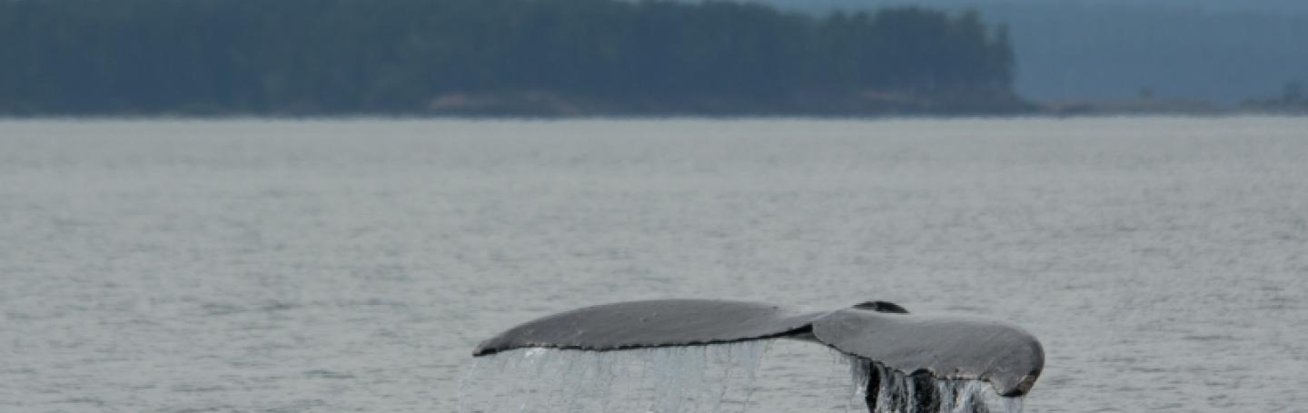 Humpback Whale showing tail before diving for food