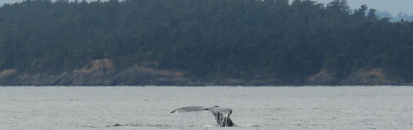whale tail