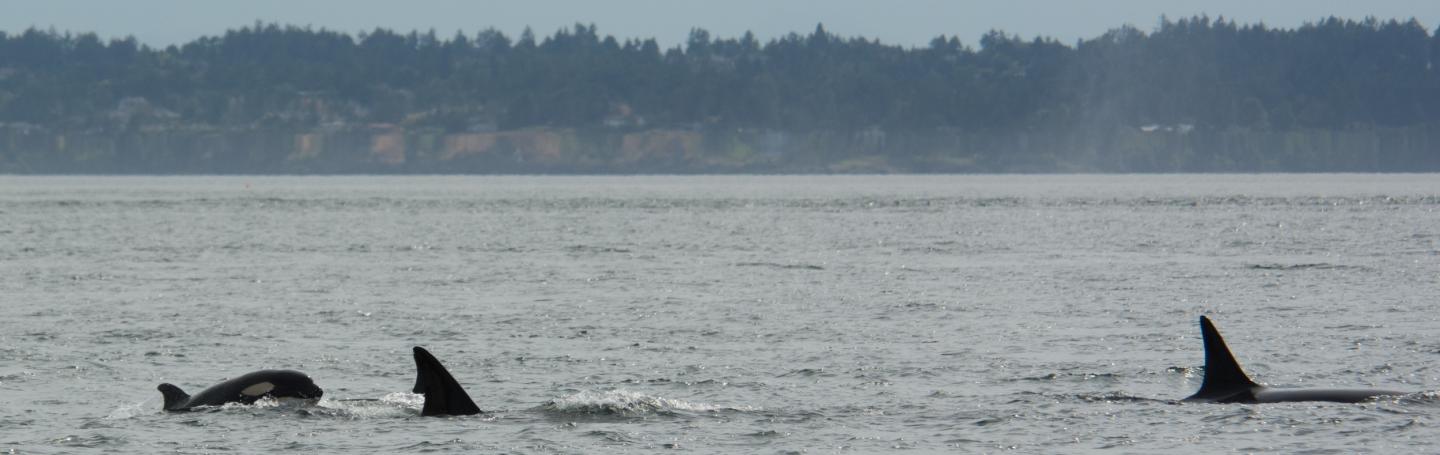 Bigg's (transient) whales near D'Arcy Bigg's whales swimming