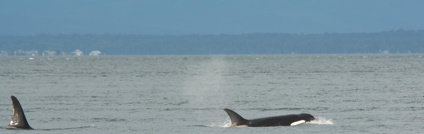 Transient Killer Whale A Killer whale swims near the San Juan Islands