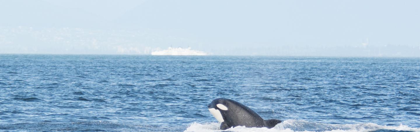 whale