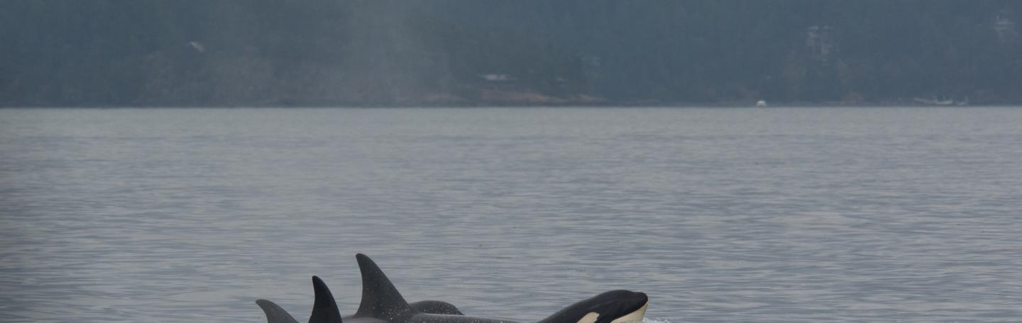 T124A family of killer whales T124As