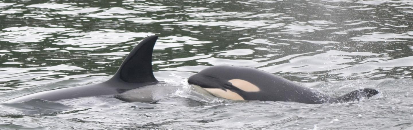 Bigg's Killer Whales Transient killer whale calf