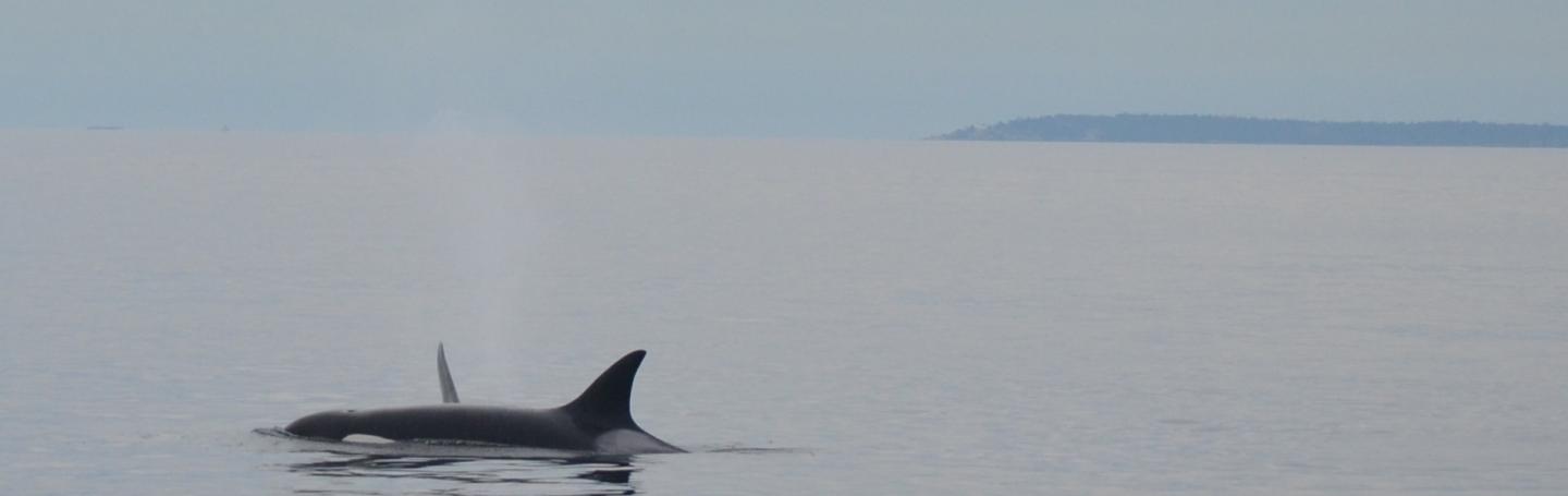 Orcas Killer whales