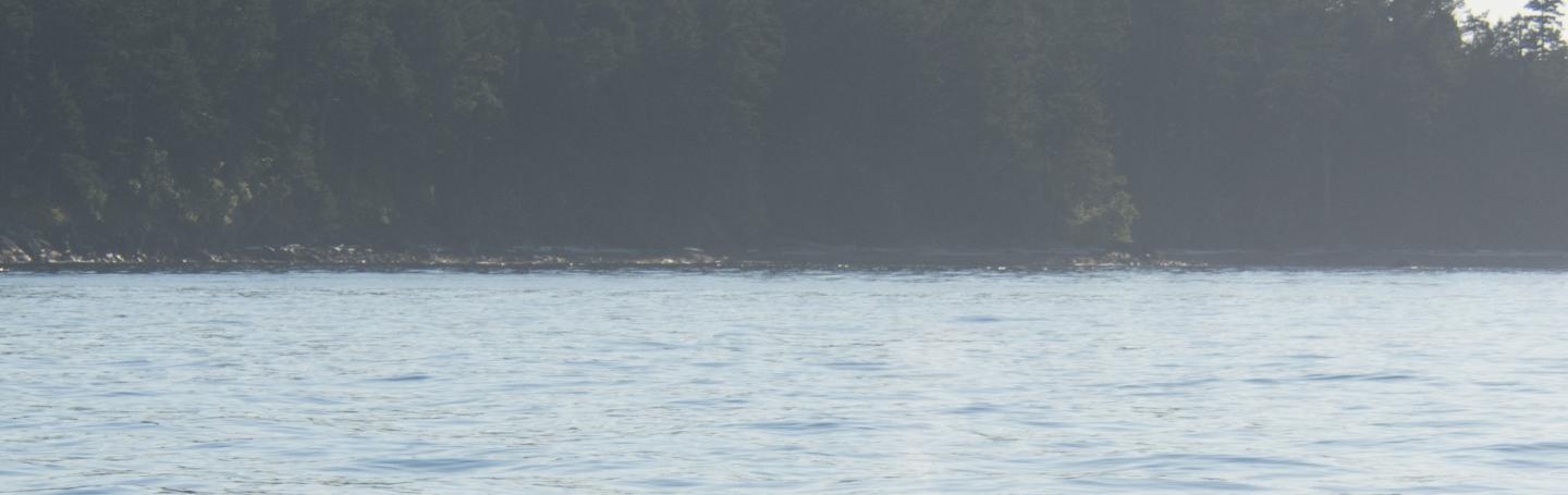 Orca in the sunlight Orca in the sunlight