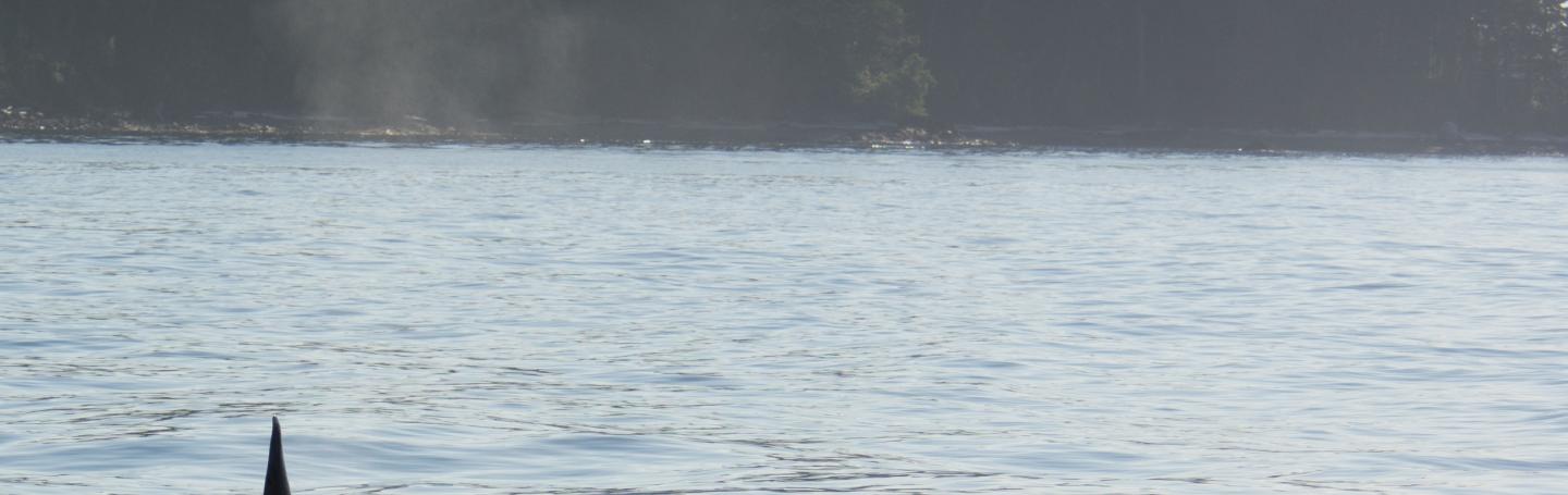 A Transient Orca Whale A transient orca swims near the San Juan Islands