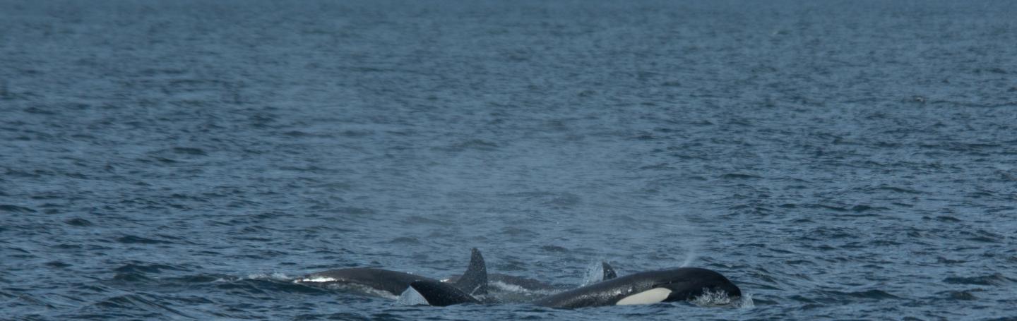 Killer whales at the surface Killer whales surfacing