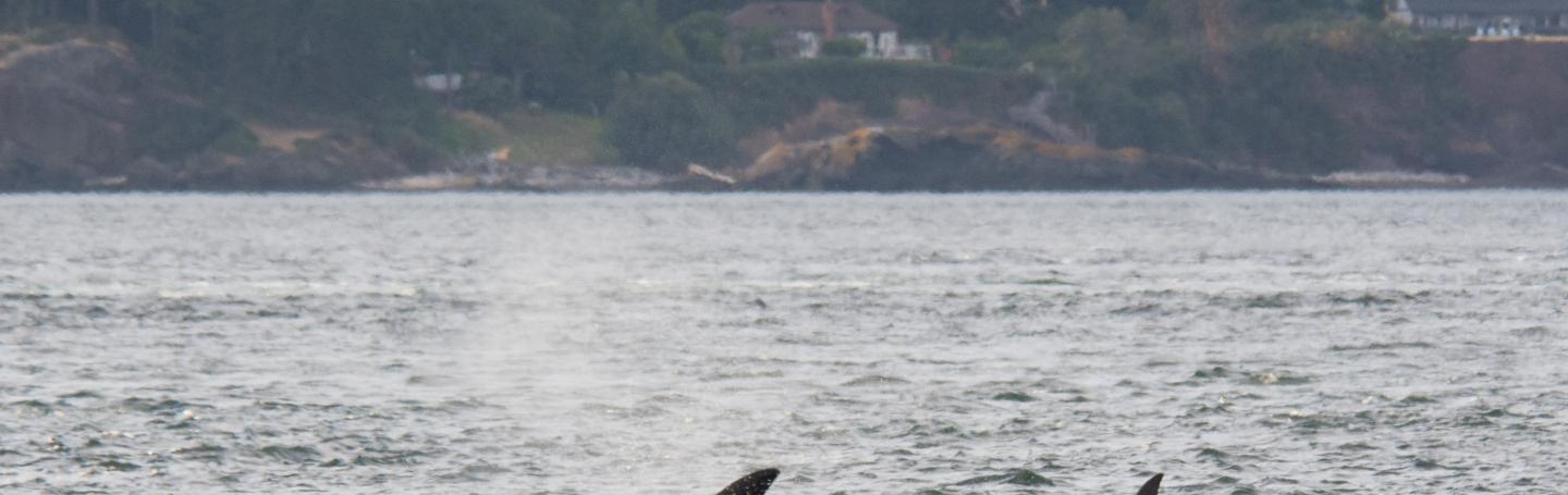 Orca swimming