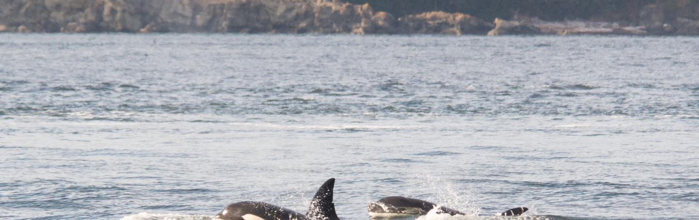 whales whales whales whales