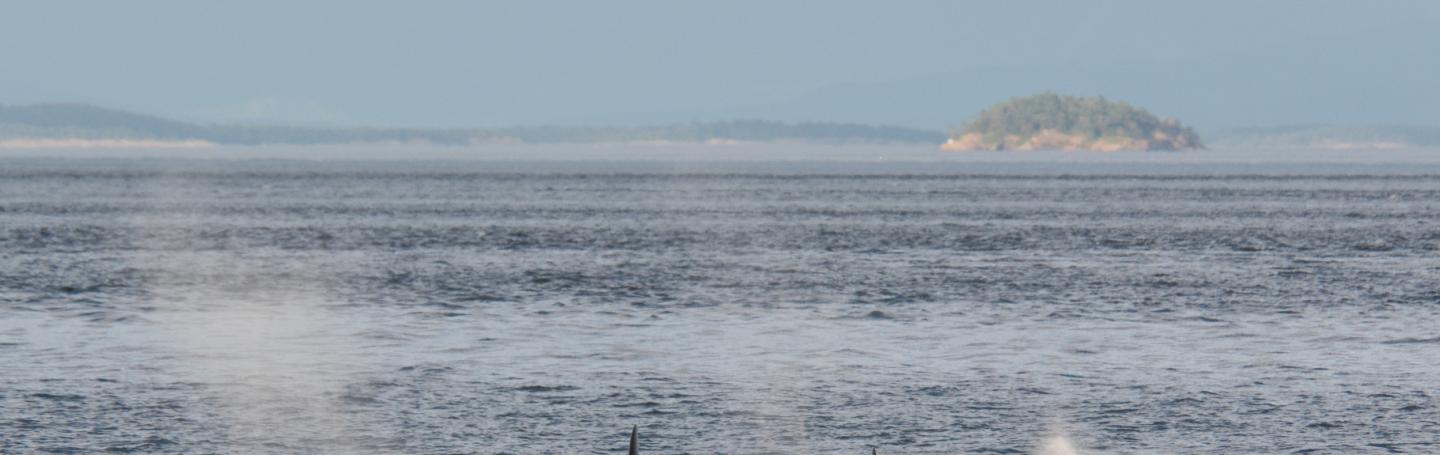 Phil's Final Hour: transient killer whales slaughter sea lion Bigg's killer whales feasts on sea lion