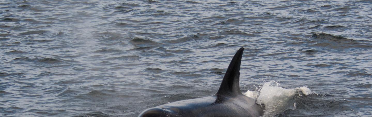 whalee whale!