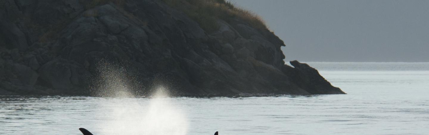 Transient Orca Whales of the T37A Family Group A mother transient killer whale and her calf